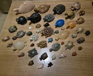 Schildpadden verzameling van steen